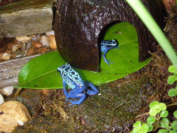 istock dendrobate azureus poison arrow dart frog 487571693
