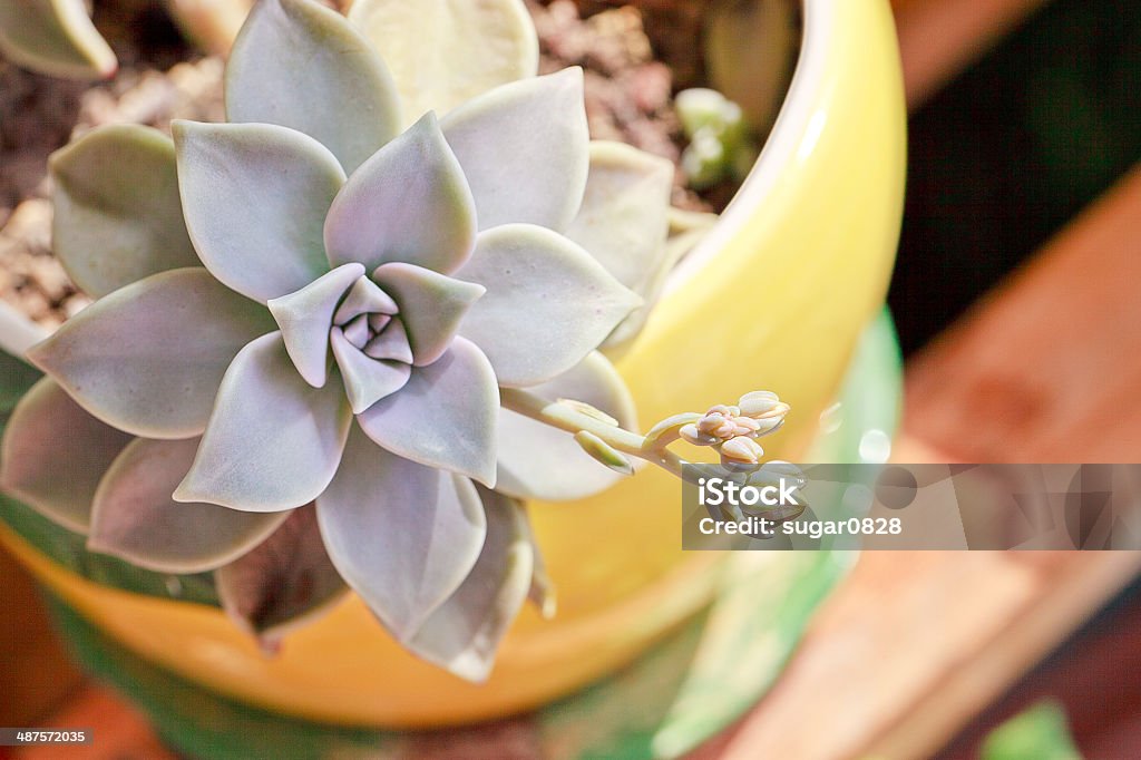 succulent plant, Graptopetalum paraguayense Graptopetalum paraguayense, succulent plant in a yellow flower pot Graptopetalum Stock Photo