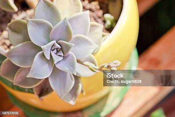 Succulent Plant Graptopetalum Paraguayense Stock Photo - Download Image Now - Graptopetalum, Flower, Gardening
