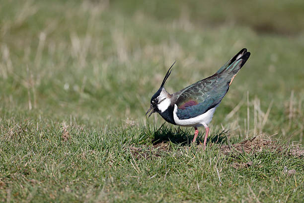 istock Northern lapwing, Vanellus vanelluss 487572399