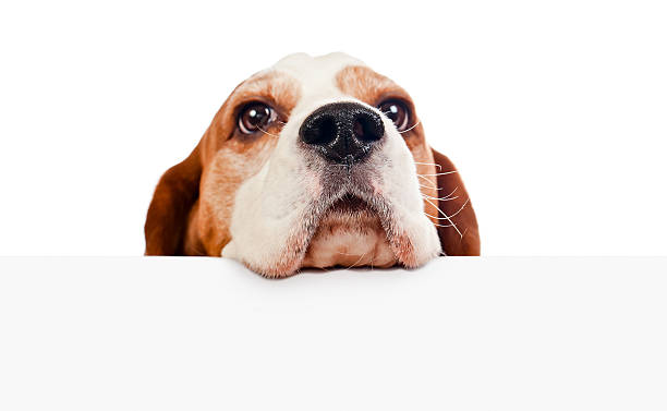 beagle on white background cute beagle isolated on a white background, focus on foreground snout stock pictures, royalty-free photos & images