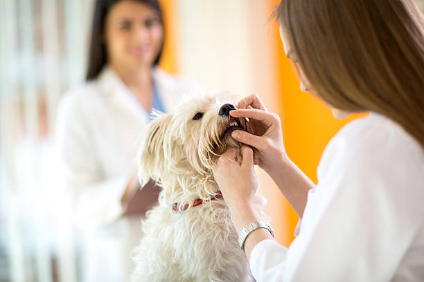 Checking teeth of Maltese dog in vet clinic Checking teeth of cute Maltese dog by veterinarian in vet clinic animal teeth stock pictures, royalty-free photos & images