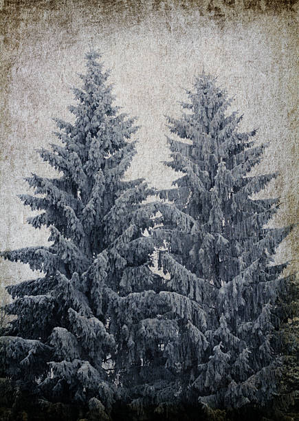 una carta con alberi conifer - wood clipboard old distressed foto e immagini stock