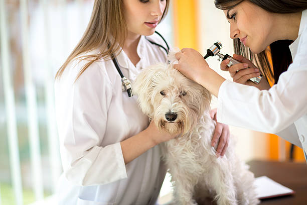 istock Veterinarians examining Maltese ear at vet clinic 487573134