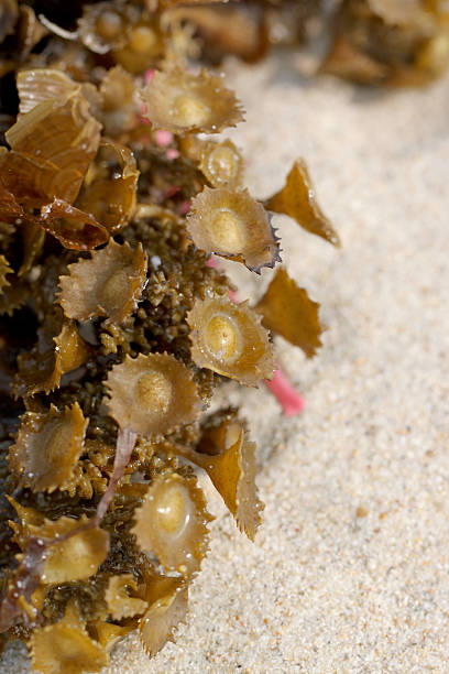 istock green anemones on the beach. 487573593