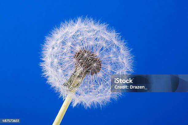 Dentedeleão - Fotografias de stock e mais imagens de Azul - Azul, Botânica - Ciência de plantas, Cabeça de Flor