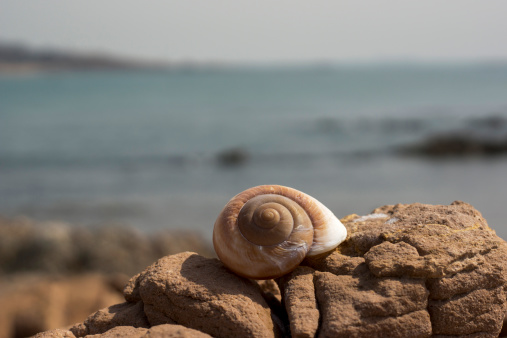 conch on the beach