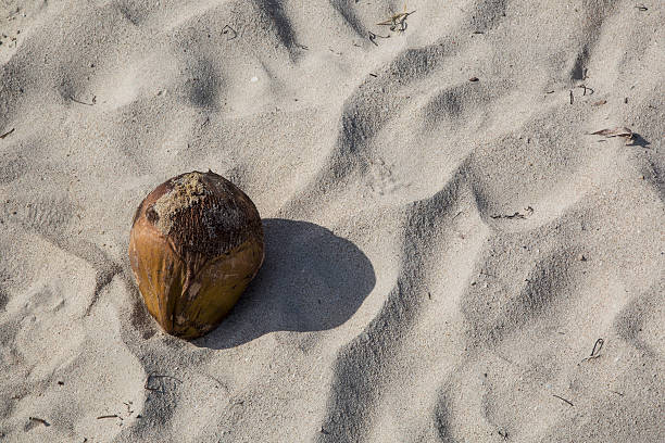 Sea poison tree fruits (Barringtonia asiatica) on beach white sand.