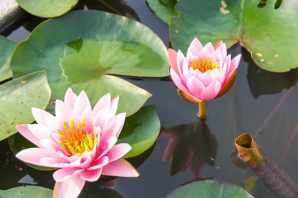 istock pink lotus flower 487574831