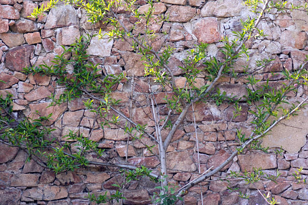 istock Ivy of the spring 487574835