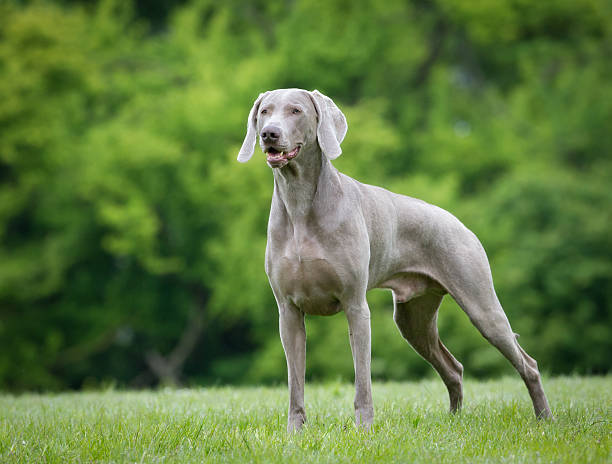 purebred weimaraner hund draußen in der natur - weimaraner dog animal domestic animals stock-fotos und bilder