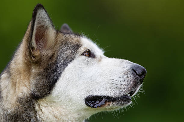 istock Purebred Alaskan Malamute dog outdoors in nature 487576082