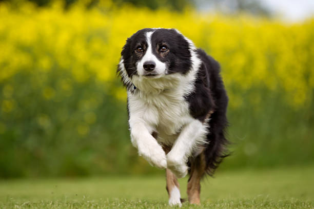 istock Border collie dog outdoors in nature 487576114
