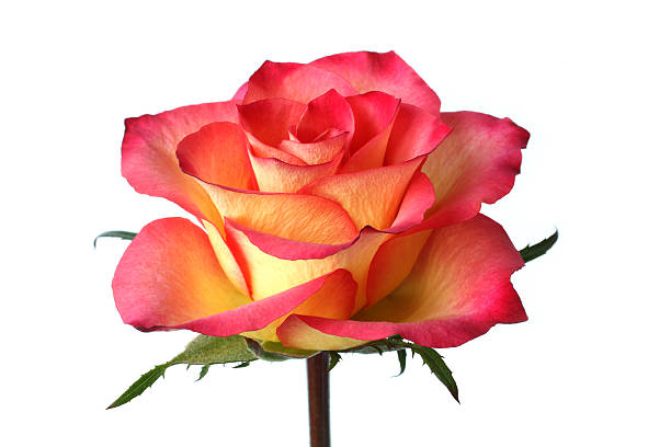 istock Yellow rose with red edges of petals 487580714