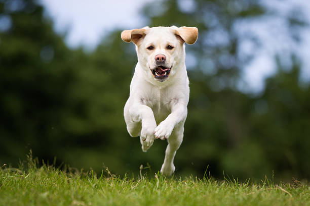 istock Labrador retriever dog outdoors in nature 487581110