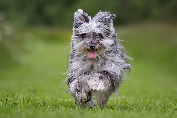 istock Pyrenean shepherd dog outdoors in nature 487581112