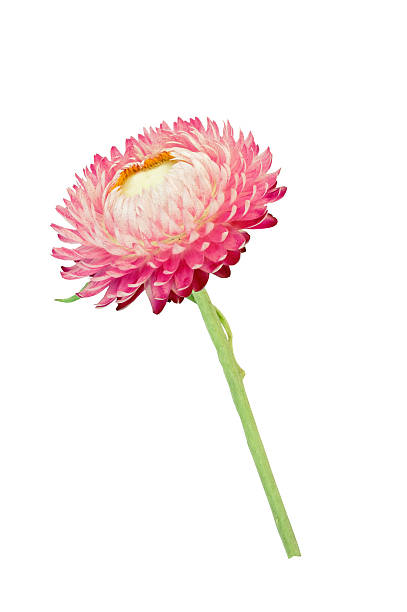 istock Strawflower with stalk on a white background 487582398