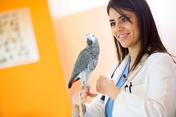 istock Veterinarian examining sick African grey parrot 487582438