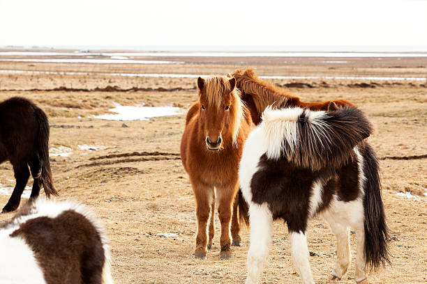 istock Herd of Icelandic ponies 487582822