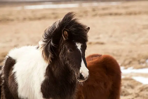 Portrait of a black and white Icelandic horse on a meadow in spring