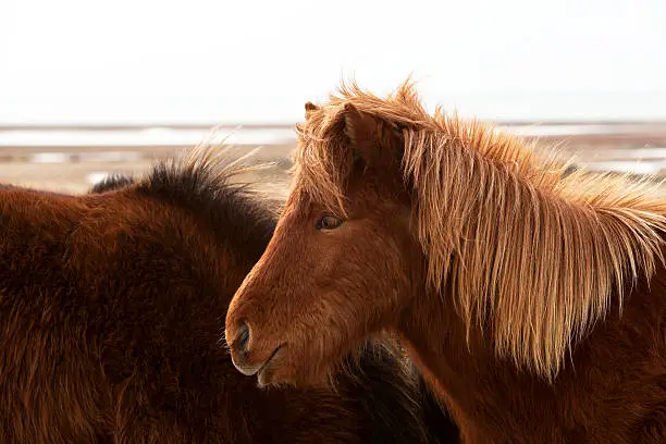 Brown Icelandic horse on a meadow in spring