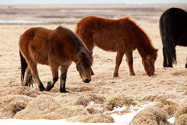 istock Herd of Icelandic ponies on a meadow in spring 487583288