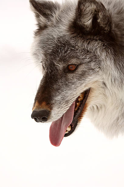 istock Closeup of Gray Wolf 487583635