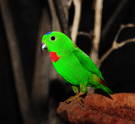 Closeup beautiful King Parrot, background with copy space, full frame horizontal composition