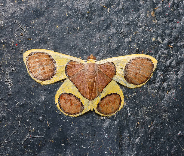 istock Beautiful colorful Butterfly isolated on white background 487584227