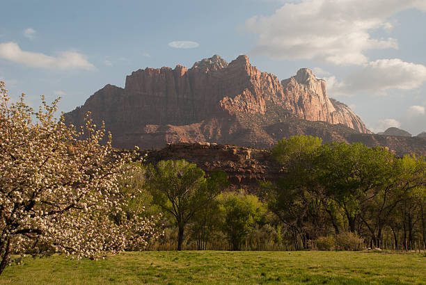 Apple Tree in Bloom and Spring Showers near Rockville Utah