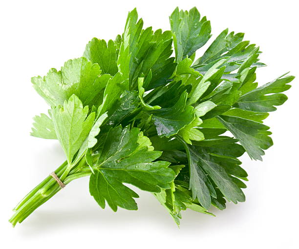 istock Bunch of green coriander. 487584325