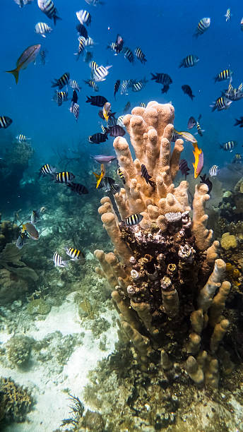 istock tropical fishes at a coral reef 487585111