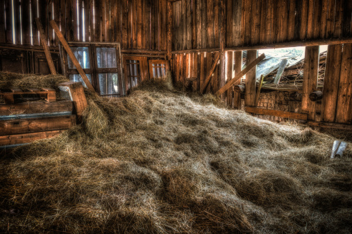 Interior of old barn with lots of hay.