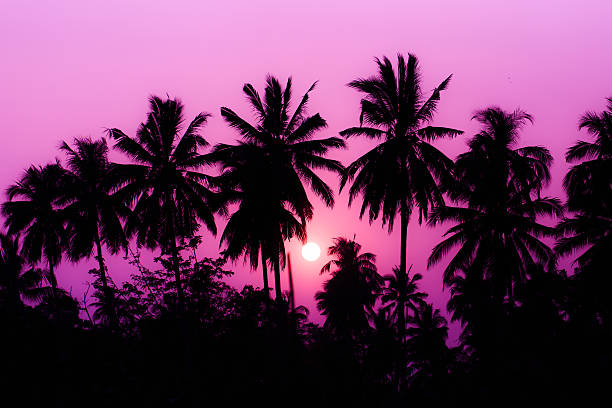 Silhouette coconut tree. stock photo