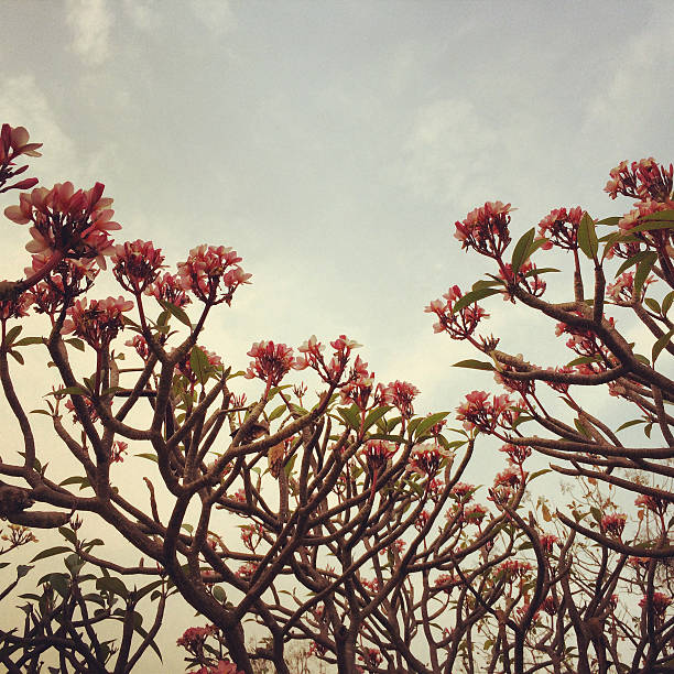 色、花の枝ツリー空のビンテージ - branch blossom flower peach tree ストックフォトと画像