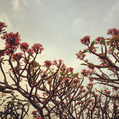 color flower branch tree sky vintage