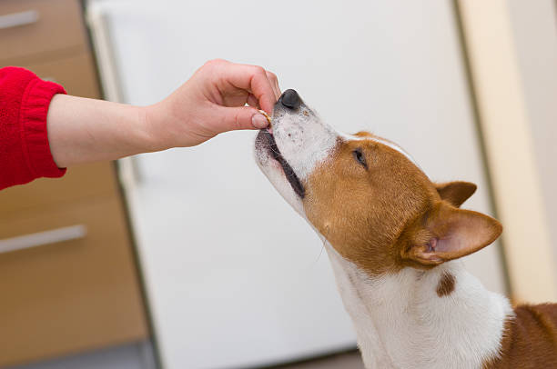 istock Unscheduled tiny lunch for hungry dog 487585877