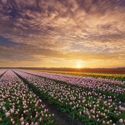 tulip fields in the Netherlands at sunset - location: between Lisse and Hillegom, South Holland, the Netherlands