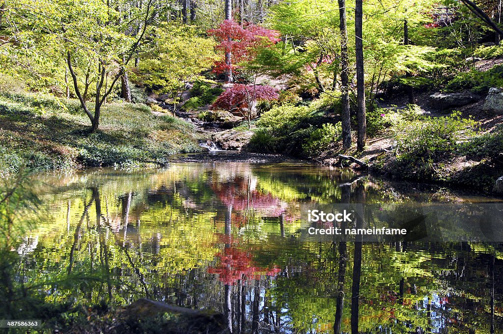 Calm Still and Peaceful Still waters of reflecting pool mirror Japanese Maple and spring green.  Small waterfall empties into pool at Garvin's Woodland Garden in Hot Springs, Arkansas. Arkansas Stock Photo