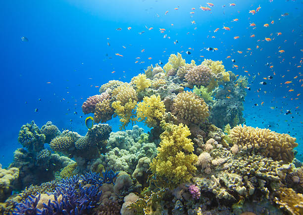 istock Coral Garden Red Sea 487587169