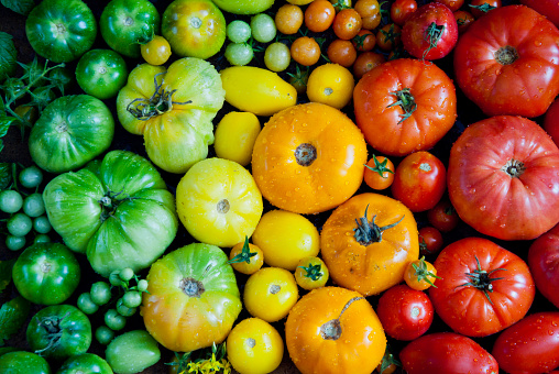 Fresh heirloom tomatoes background, organic produce at a Farmer's market. Tomatoes rainbow.