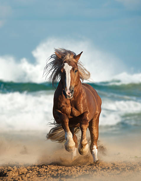 istock Wild chesnut draft horse running by the sea 487587396