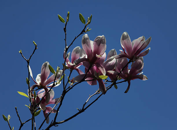 Uma flor - fotografia de stock