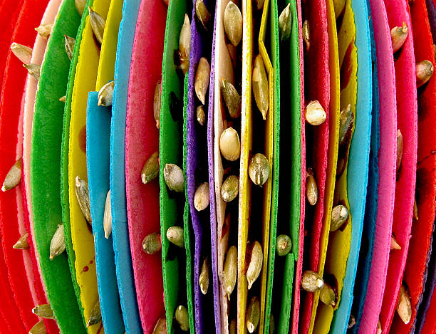 coloré de bonbons mexicain traditionnel avec des graines de tournesol - textured nobody close up seed photos et images de collection