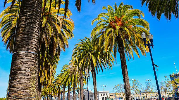 istock Date Palm Trees Lining Embarcadero Street, San Francisco, California 487589585