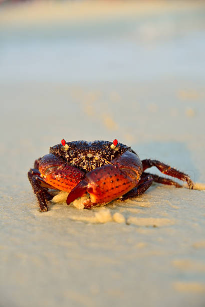 Funny red crab on the beach