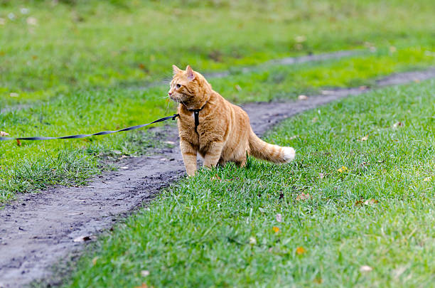 Red cat walking through the green grass on a leash stares into the distance