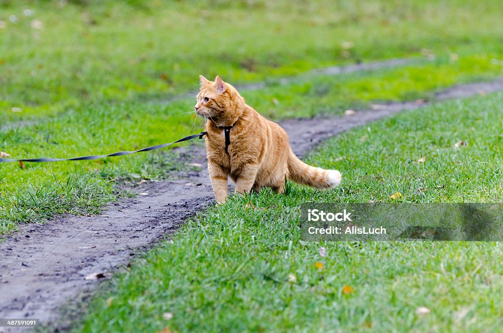 Red cat walking through the green grass on a leash Red cat walking through the green grass on a leash stares into the distance Domestic Cat Stock Photo
