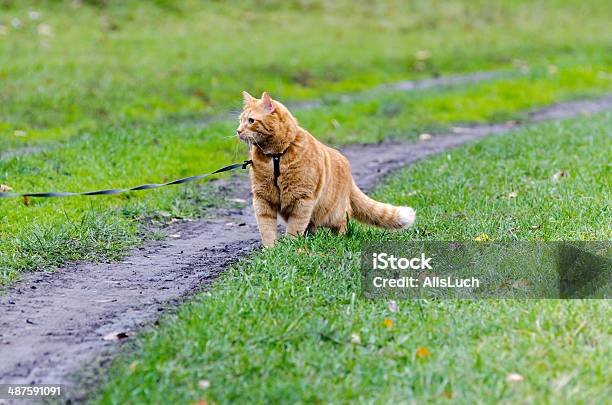 Red Cat Walking Through The Green Grass On A Leash Stock Photo - Download Image Now - Domestic Cat, Pet Leash, Agricultural Field