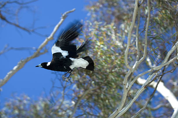 Magpie In Flight Design 2,700+ Magpie Flying Stock Photos, Pictures & Royalty-Free Images - iStock